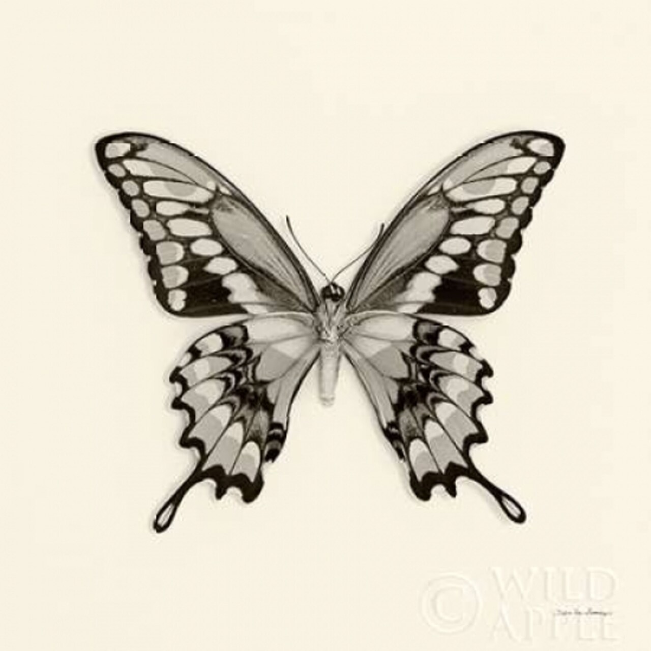 Butterfly VI BW Crop Poster Print by Debra Van Swearingen - Item # VARPDX25727